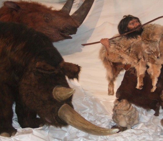 ¡Descubren cómo era el color de los mamíferos prehistóricos! Descubren cómo era el color de los mamíferos prehistóricos!