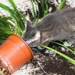 cosas-que-solo-sabemos-los-que-tenemos-gato