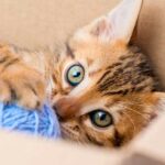 cosas-que-solo-sabemos-los-que-tenemos-gato