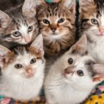 cosas-que-solo-sabemos-los-que-tenemos-gato