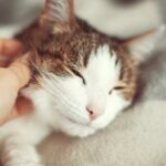 cosas-que-solo-sabemos-los-que-tenemos-gato