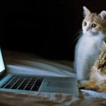 5 cosas que solo sabemos los que tenemos gato
