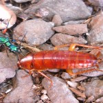 cucaracha marrón