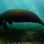 El dugongo, ¿sirena o vaca marina?