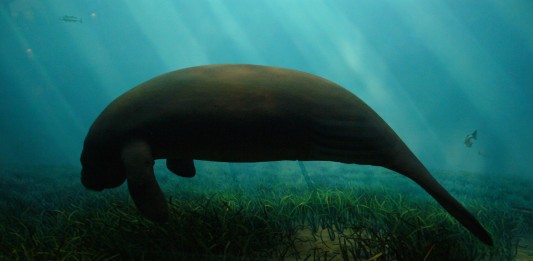 El dugongo, ¿sirena o vaca marina?