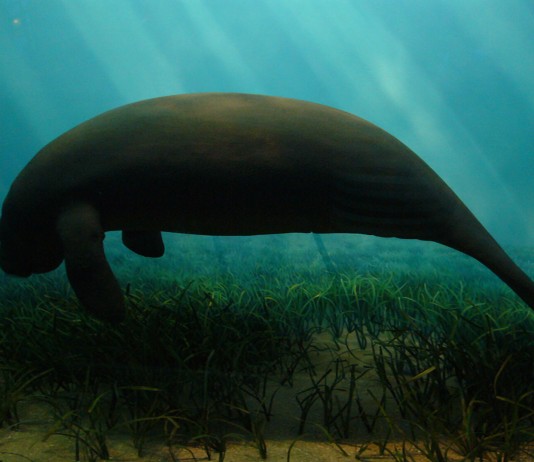 El dugongo, ¿sirena o vaca marina?
