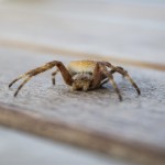 en mesa, araña