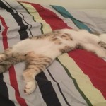 5 cosas que solo sabemos los que tenemos gato