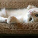 gato-en-escalera