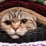 gatos-entre-la-ropa