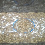 gusanos en cama
