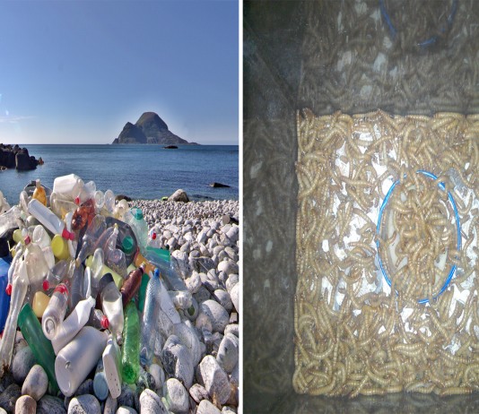 ¡Increíble! ¡¿Gusanos que se comen el plástico?!