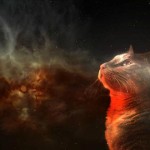 5 cosas que solo sabemos los que tenemos gato