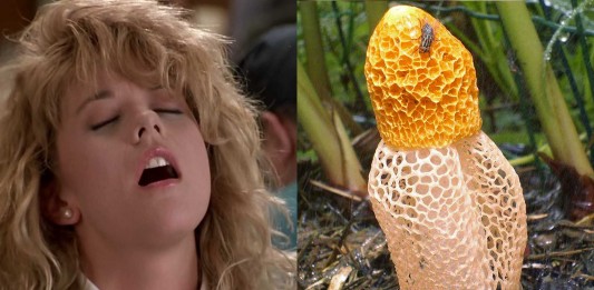 Si una mujer huele este hongo… ¡CLÍMAX! Si una mujer huele este hongo... ¡CLÍMAX!