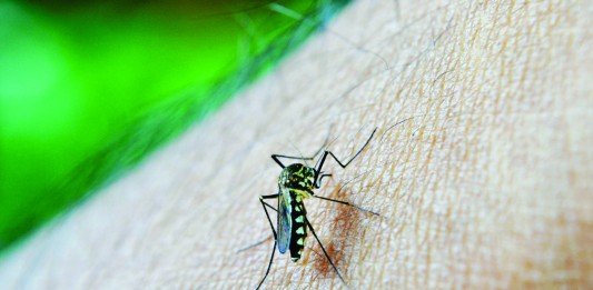 ¿Por qué los mosquitos pican más a unas personas que a otras?