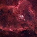 ¿Quién posee el corazón más grande del mundo?
