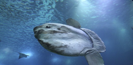 Opah, el primer pez conocido de sangre caliente Opah, el primer pez conocido de sangre caliente