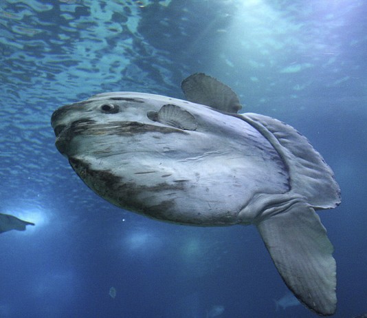 Opah, el primer pez conocido de sangre caliente