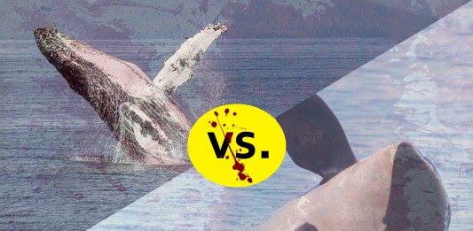 Una espeluznante batalla: orcas vs ballenas Una espeluznante batalla: orcas vs ballenas