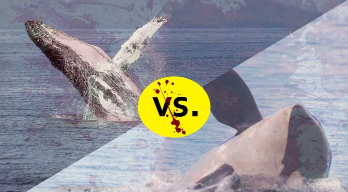 Una espeluznante batalla: orcas vs ballenas