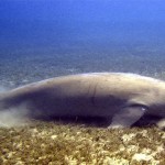 El dugongo, ¿sirena o vaca marina?
