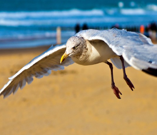 Gaviota roba Go-Pro y…¡Uau! Gaviota roba Go-Pro y...¡Uau!