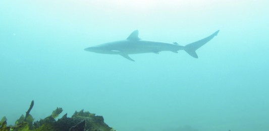 Tiburones híbridos de Australia... ¿una nueva especie?