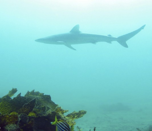 Tiburones híbridos de Australia... ¿una nueva especie?