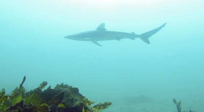 Tiburones híbridos de Australia... ¿una nueva especie?
