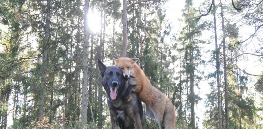 Tinni y Snusen, dos amigos muy especiales
