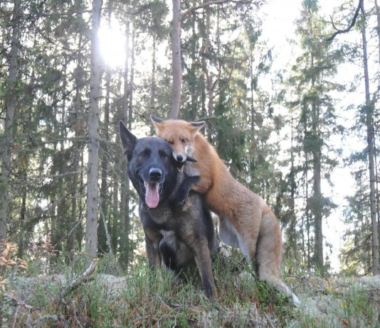 Tinni y Snusen, dos amigos muy especiales