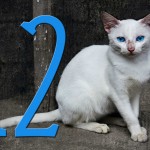 12 datos que no sabías sobre los gatos