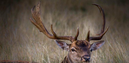 La historia del ciervo que visitó a un hombre el día antes de su muerte