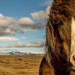 caballo