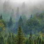 bosque