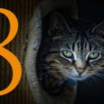 8 cosas que desconocías de los gatos