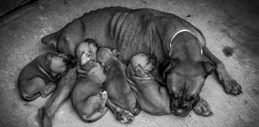 Cría perros… ¡y se convierten en osos! Cría perros... ¡y se convierten en osos!