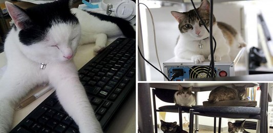 Una empresa de Japón adopta 9 gatos...¡Y aumenta la productividad!