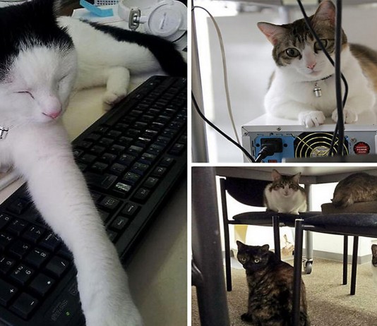 Una empresa de Japón adopta 9 gatos...¡Y aumenta la productividad!