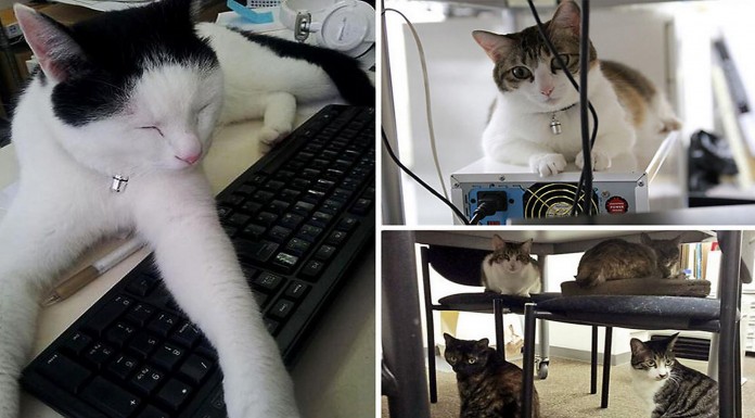 Una empresa de Japón adopta 9 gatos...¡Y aumenta la productividad!