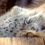 El Gato Manul o Pallás, el felino más expresivo