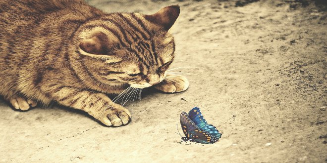 Gato con mariposa