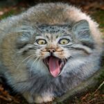 Gato Manul, El felino más expresivo del planeta