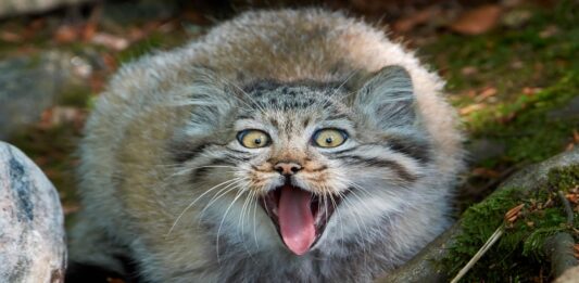 Gato Manul, El felino más expresivo del planeta