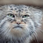 Gato Manul, Reproducción