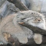 El gato manul