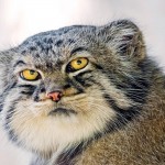 El gato manul
