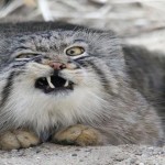 El gato manul
