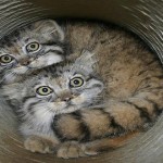 El gato manul, un felino muy expresivo que te encantará conocer