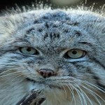 El gato manul, un felino muy expresivo que te encantará conocer